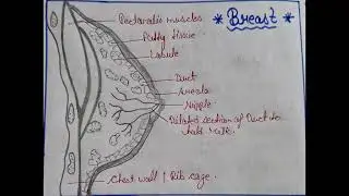 #Diagram of Breast#Mammary Gland#Female Reproductive System#Nursing student#Nursing#Shorts#trending