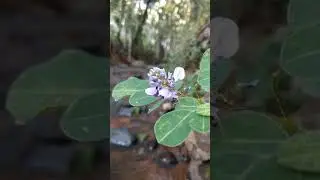 Awesome flowers riverside