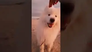 My Dog LOVES... #food #samoyed #cutedog #dog #shorts #shortsfeed #blackpink