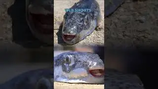 World's Deadliest Foods - Puffer Fish! 