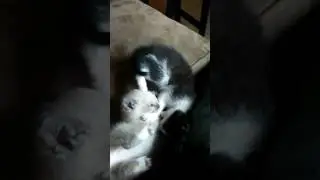 Kitten siblings play fighting in slow motion.