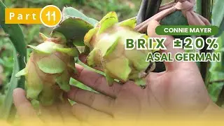 Buah Naga Connie Mayer Asal Jerman Kecil Tapi Manis ! Brix Tembus 20% | Part 11