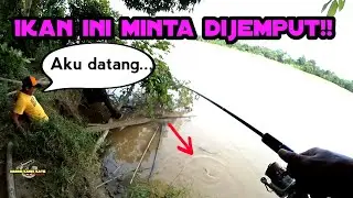 Ikan ini minta dijemput ‼️ Casting Ikan Lais Tabiring | Tembiring | Sengarat
