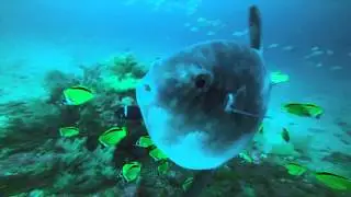 ISLA DE LA PLATA DIVE IN ECUADOR MOLA MOLA MANTA RAY (MUST WATCH) GoPro Hero