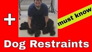 Dog&nbsp;Restraints&nbsp;You Should Know