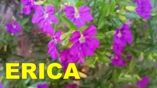 ERICA, características y cuidados