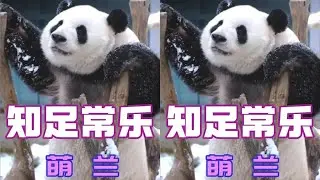 大熊猫萌兰究竟是有多懂事，才会坦然接受硬件设施最差的场地 #大熊猫 #萌兰 #热门 #国宝 #治愈系笑容