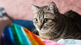 Ivan Cat VS POP IT 🌈
