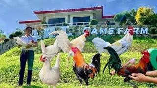 AUTHENTIC BREEDING MATERIALS OF ARL GAMEFARM