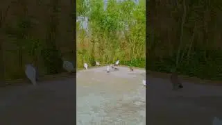 Pigeon 🕊️🕊️🕊️#pigeonphotography #palomas #animals #kabootar #vercinler #pigeonlovers #photoof #viral
