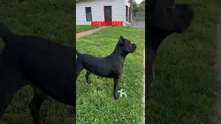 Deep Warning Bark | Cane Corso #shorts #canecorso #italianmastiff