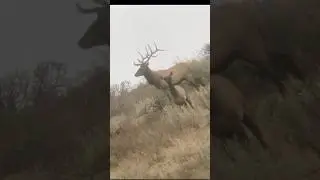 #rut#elk#wildlife