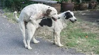 January 1, 2026Pregnant Foster Dog Surprises Everyone With Her Tenth PuppyKutti dog