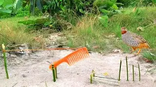 Amazing Quail Bird Trap Using Big Comb | Easy Bird Trap video