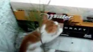 Pirtik and its kitties -3