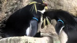 Felsenpinguin K&uuml;ken 2012