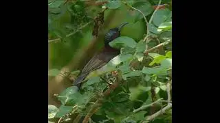 Sunbirds of India | Olive-backed sunbird Singing Song!
