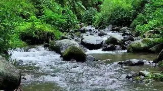 Soothing river sound near peaceful tree-lined river keeping your brain relaxed for deep sleep