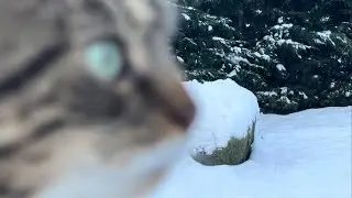 Cat Playing In The Snow