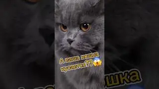 #юмор #Кошка #КошачийВзгляд #КоролеваДома #ЖивотныеПриколы #FunnyCats #CatQueen #КошачийХарактер