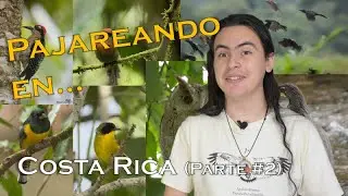 Pajareando en: Costa Rica 🇨🇷 (Parte #2)