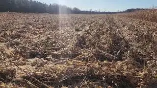Yield Results for Organic, Regenerative Inter-seeded Corn
