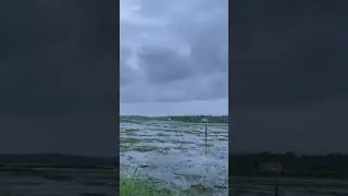 Fresh after the rain &ndash; the paddy fields come alive🌧#kerala #rain #nature
