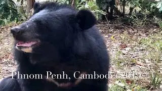 A day of work as a Bear Rescue Volunteer....