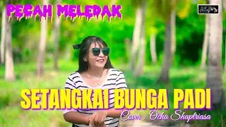 SETANGKAI BUNGAH PADI || Cover: Ocha Shaptriasa || Lagu PECAH MELEDAK