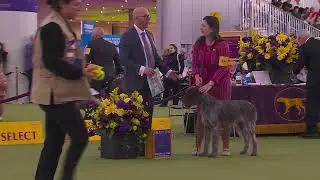German Wirehaired Pointers | Breed Judging 2026