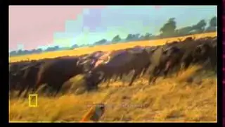 BRUTAL FACEOFF Lion VS Buffalo *Lions Documentary National Geographic* SPECIAL!!!