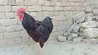 Red hen 🐓 Rooster sounds 🐓 Rooster Mating 😱😱😱 Murghe ki azan 🐓 