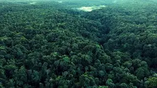 Does The Amazon Rainforest Creates 20% of the World&rsquo;s Oxygen 4K