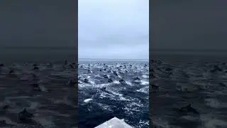 Huge pod of dolphins! Credit: taylor.parent #dolphinpod #dolphins #dolphin #dolphinsofinstagram