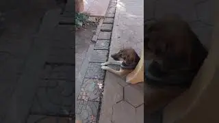 Cute monastery's dogs activities