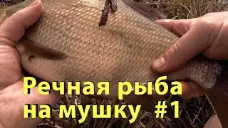 Речная рыба на мушку #1. Ловля весенней рыбы по холодной воде.