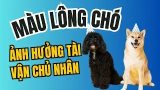 Nuôi chó phong thủy màu lông ảnh hưởng tài vận chủ nhân