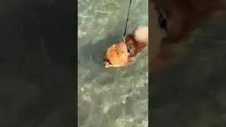 Mission: Reach the Shore. 🕶️💦Obstacles: none.Confidence: 100%.Swim like nobody&rsquo;s watching. 🐾🌊