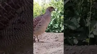 #partridge #bird #youtubeshorts #greypartridge #teetarbird #birds #viral #youtube #shortvideos