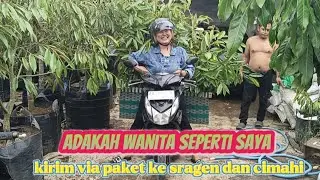 CARA KIRIM BIBIT DURIAN BIAR TETAP SUBUR (jangan ditertawain ya)