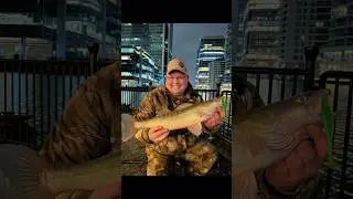 Why is Zander my favourite fish?