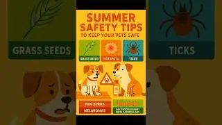 😱 Are You Secretly Killing Your Dog This Summer? #PetSafety #SummerTips #DogCare #PetHealth