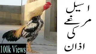 Aseel murgay ki azaan
