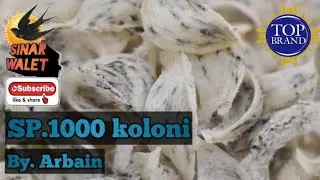 SP.1000 koloni