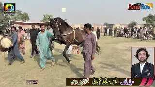 Sham e Qalandar l Ikram Noon l Horse Dance13 November 2025 l Arkana Waseeran l Mehr Rabnawaz Samor