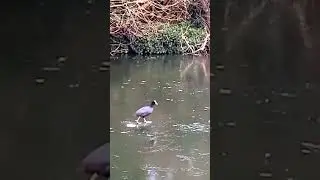 Зима в Лондоне 🦆🐦London winter 🦆🐦#londonwinter #природалондона #птицылондона