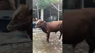 Sapi bobot 200up #sapijayafarm #sapi #youtubeshorts #shorts #trending #tulungagung
