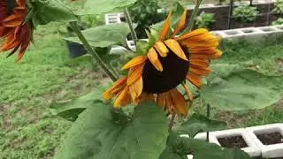Early June Garden Tour & Chicken Treats 2020