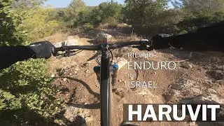 סינגל חרובית