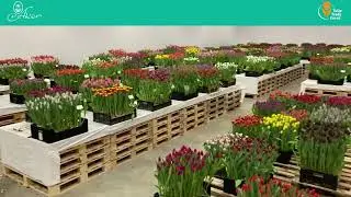 P. Aker - Tulip Trade Event 2021